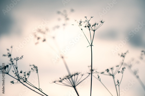 Wild grass against the sky at sunset. Shallow depth of field, vintage filter
