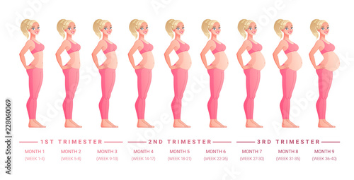 Stages of pregnancy month by month. Isolated vector illustration.