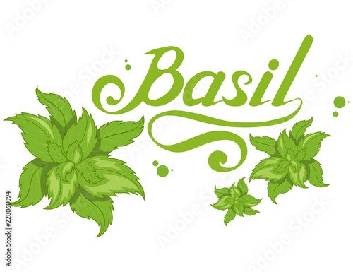 hand drawn basil leaves, spicy ingredient, green basil logo, healthy organic food, spice basil isolated on white background, culinary herbs, label, food, natural healthy food, vector graphic to design