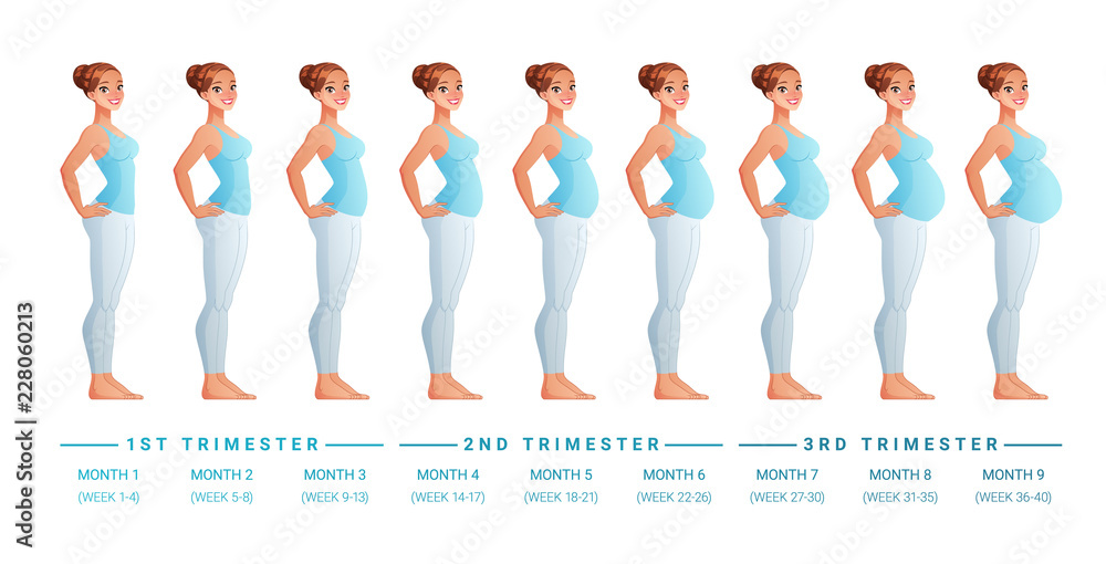 Stages Of Pregnancy Month By Month stages-of-pregnancy-month-by-month