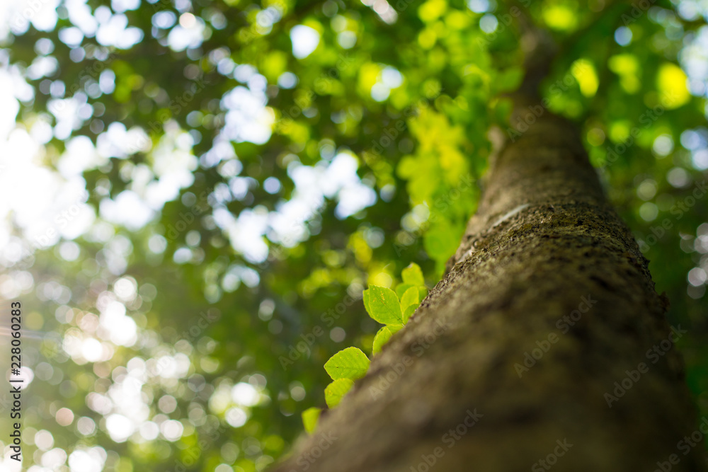 Fototapeta premium green leaves on green tree background