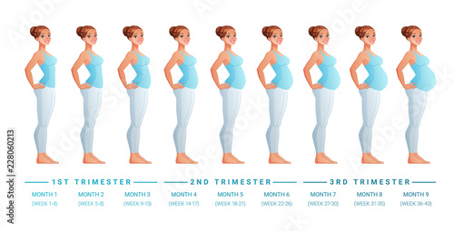 Stages of pregnancy month by month. Isolated vector illustration.