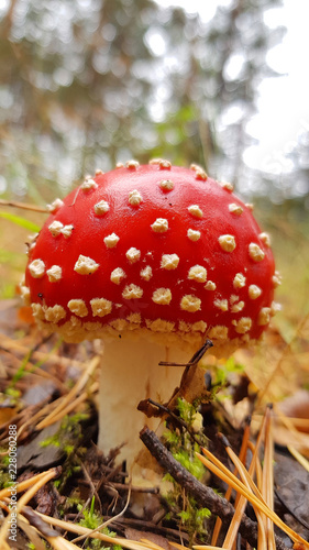the mushroom amanita muscaria in forest