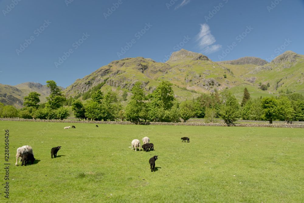 Sheep grazing in Great Langdale, Lake District