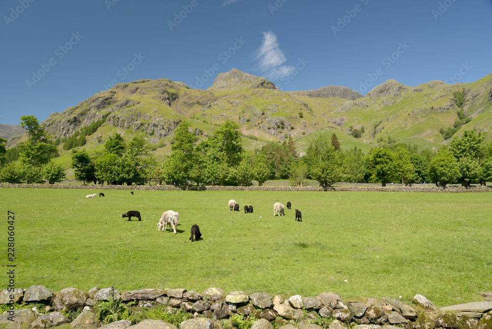 Fototapeta premium Sheep grazing in Great Langdale, Lake District
