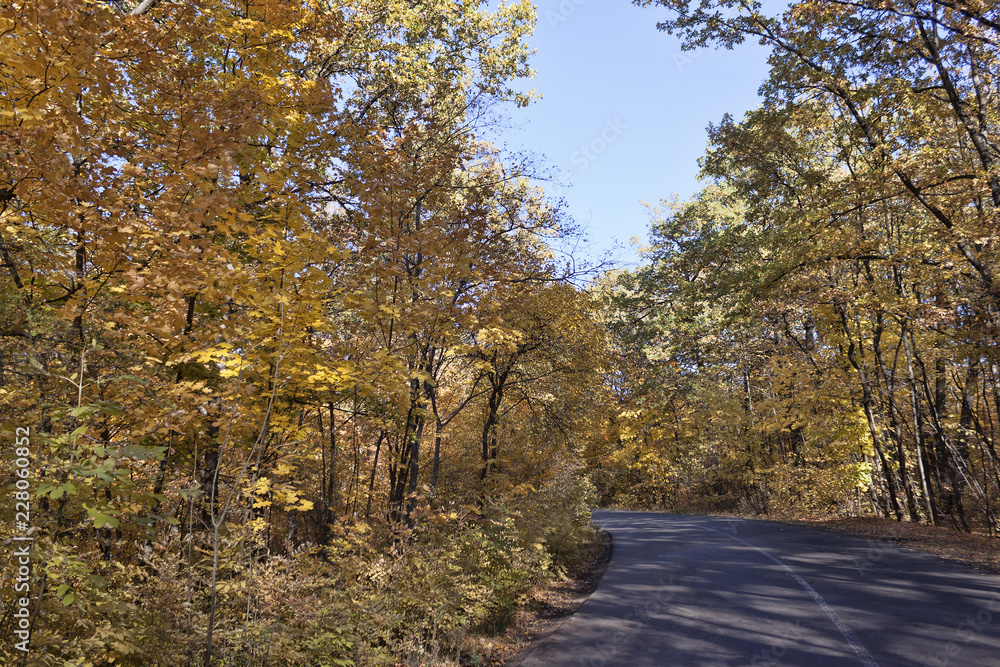 Obraz premium Deciduous forest road on a sunny October afternoon