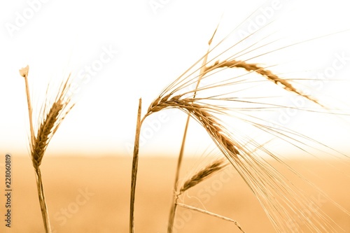 Golden Barley   Wheat Field