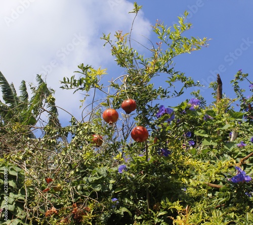 Bolas rojas