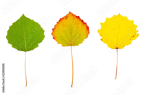 Three autumn aspen leaves on isolated photo