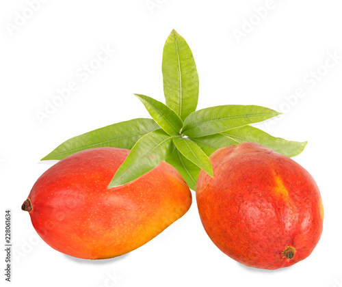 Two mangoes  isolated on white background