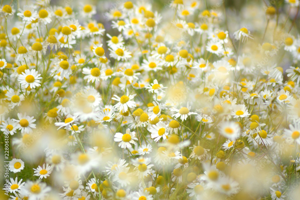 Thousand flowers in sun Thousand flowers in sun