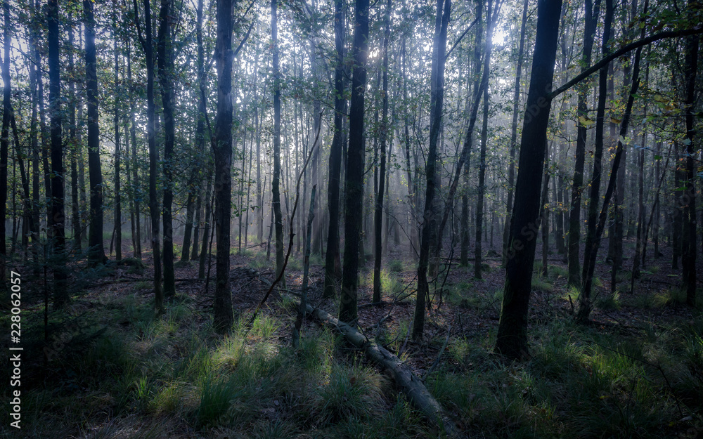 Grey forest in the morning, light trough the trees Grey forest in the morning, light trough the trees