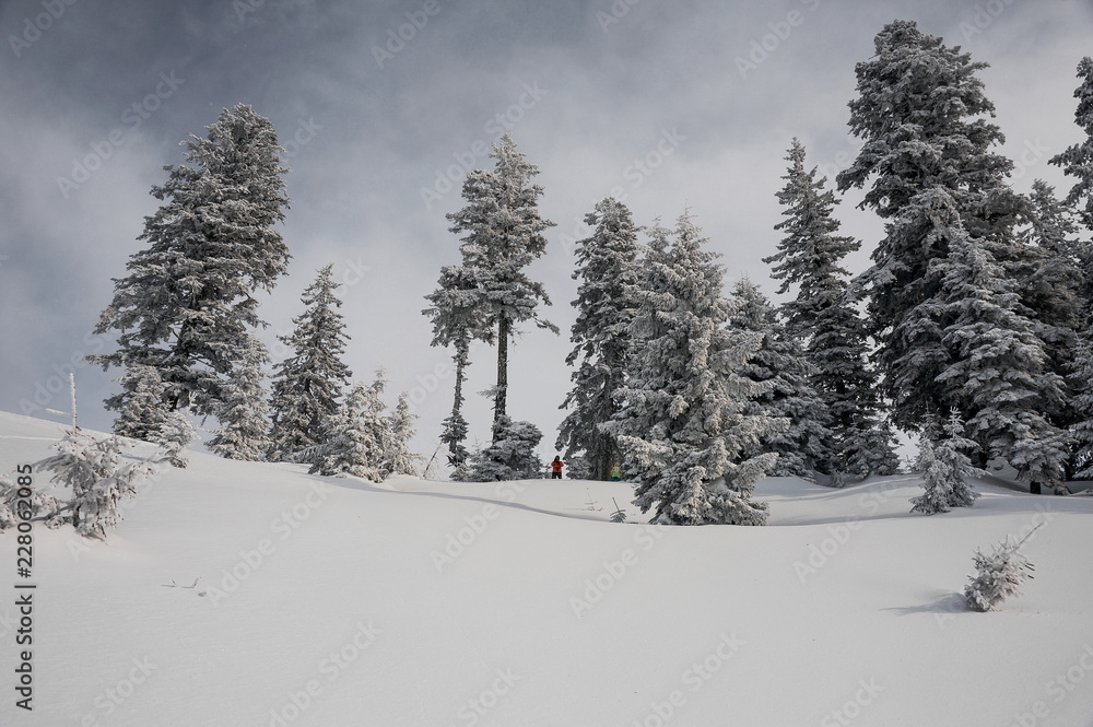 Fototapeta premium Two snowboarders standing on the hill in the mountain resort between high trees