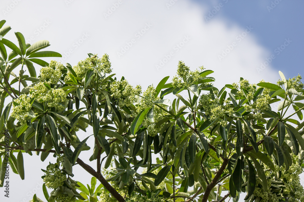 Obraz premium Green Flower of Blackboard Tree
