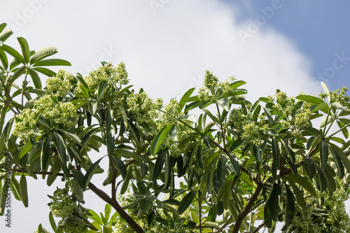 Green Flower of Blackboard Tree