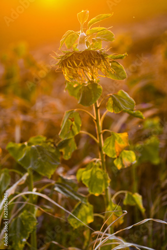 Autumnal sunflowers on the field during sunset.