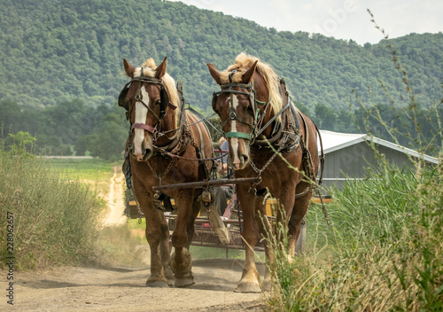 Horses Pulling a Wagon