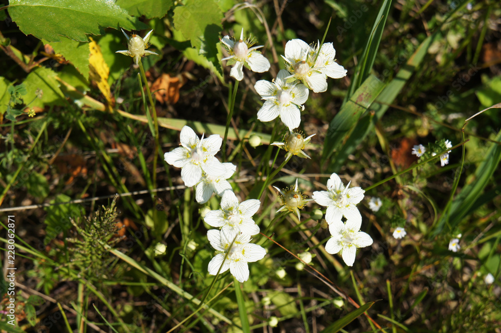 White parnassia or grass of parnassus or bog-stars flowers White parnassia or grass of parnassus or bog-stars flowers