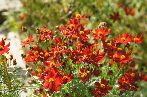 Coreopsis or tickseed cherry pie many red flowers photo
