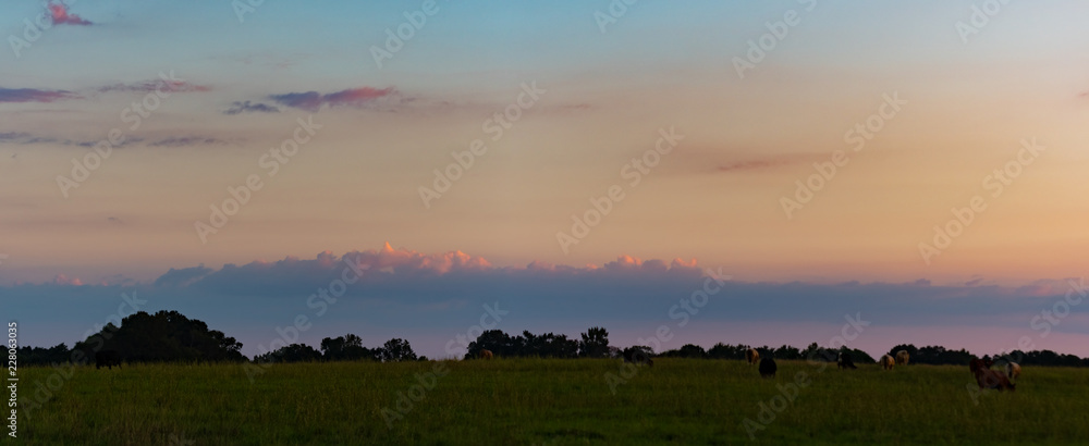 Panoramic pasture at sunset