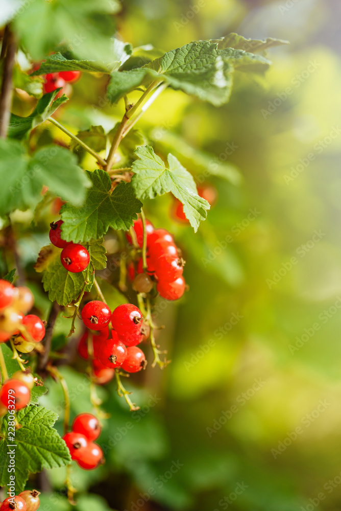 Obraz premium red currant berries grow on a branch of the bush in the summer in the garden. Close-up