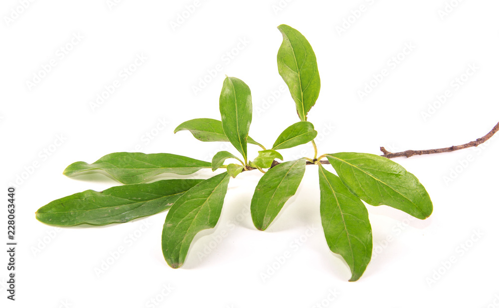 Fototapeta premium branch of pomegranate