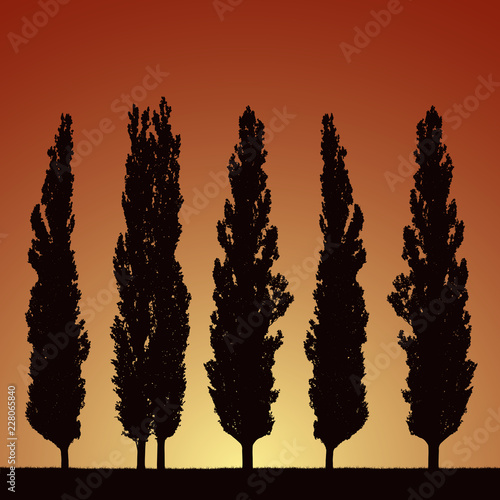 Realistic illustration of silhouettes of five trees - poplars, grass and rising or setting sun on morning or evening orange sky