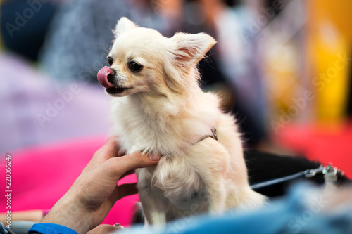 Chihuahua dog licking its nose