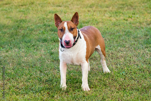 Bull terrier on green grass © photology1971