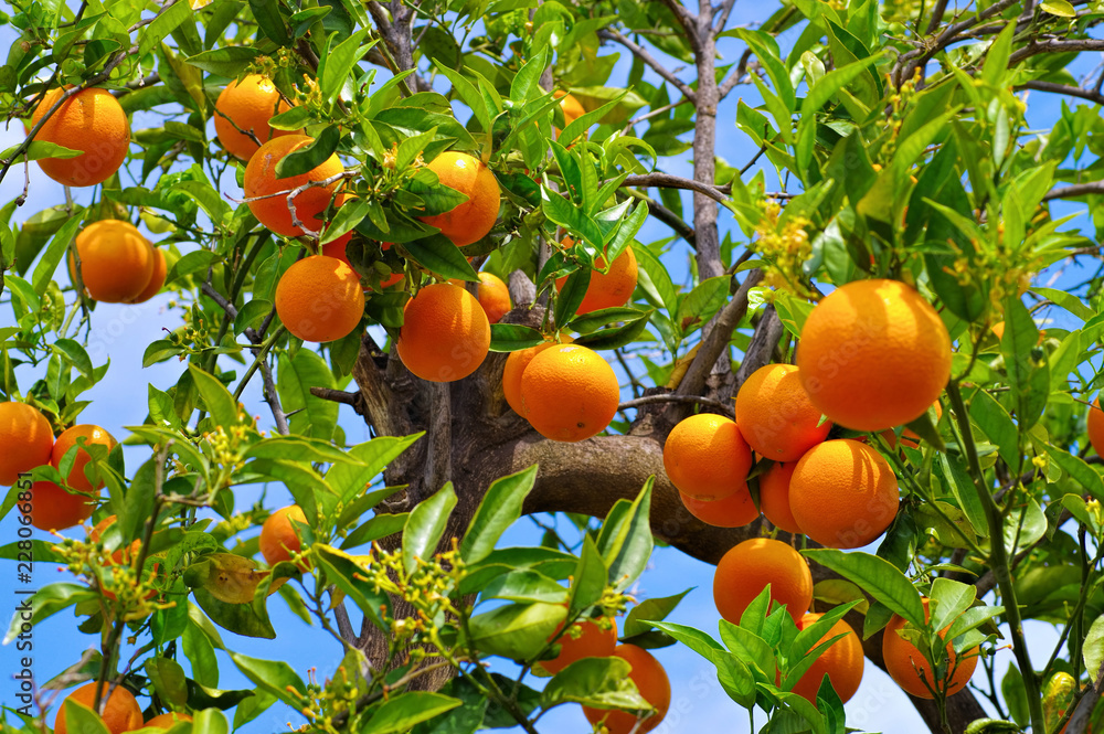 Orange am Baum - orange fruits on tree