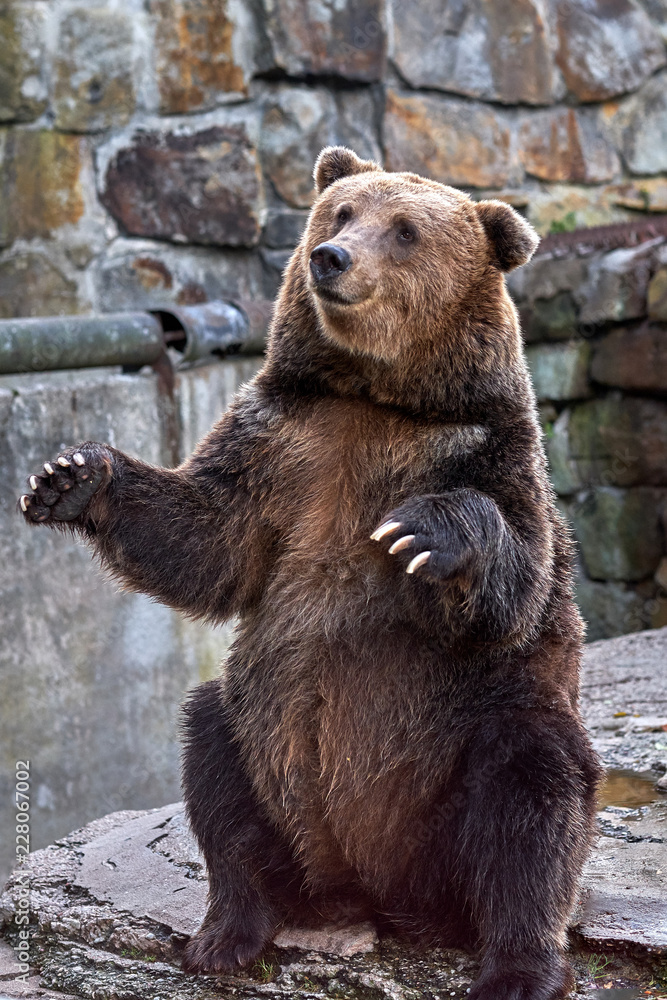 Naklejka premium Brown bear (Ursus arctos). ZOO