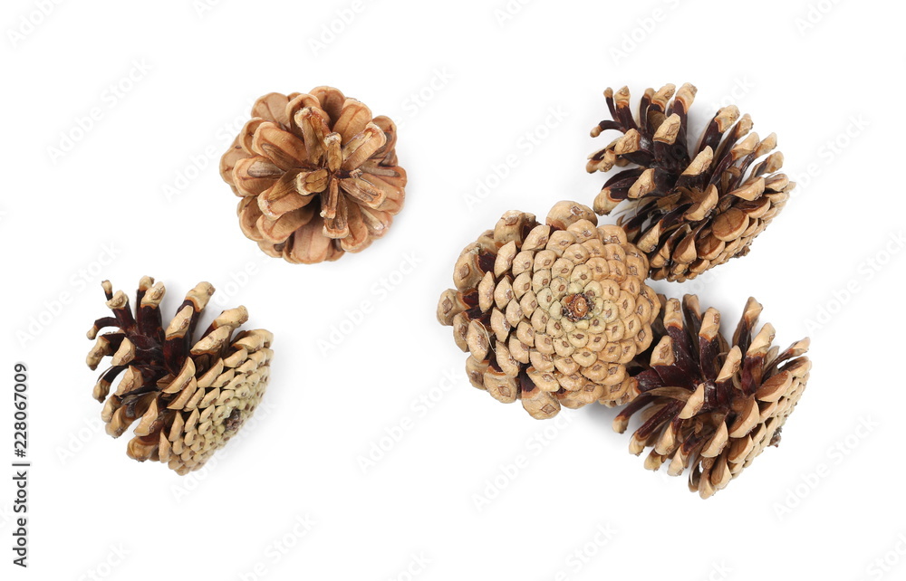 Pine cones isolated on white background, top view Pine cones isolated on white background, top view