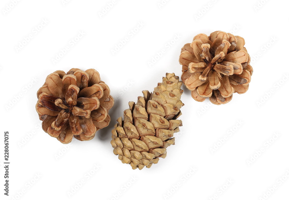 Pine cones isolated on white background, top view Pine cones isolated on white background, top view