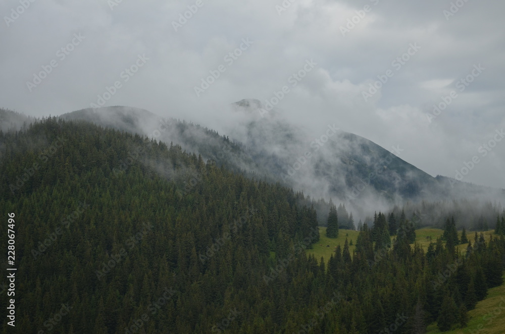 mountains morning fog forest nature
