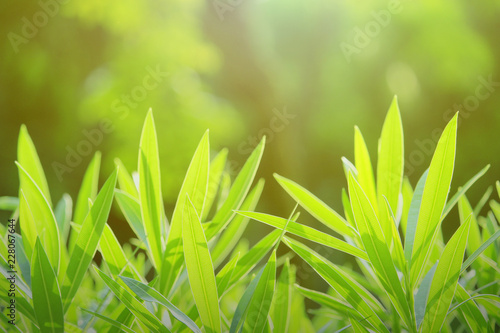 nature view of green leaf.