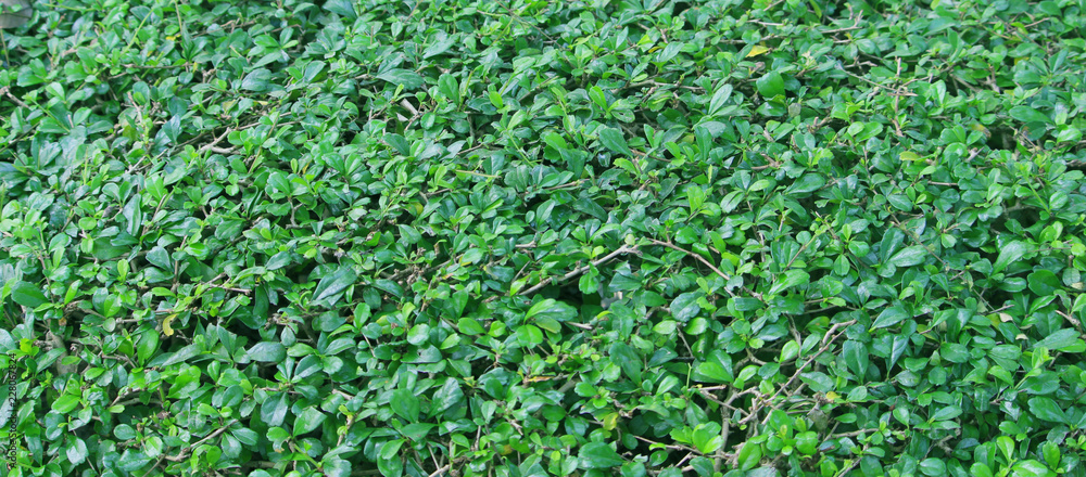 nature view of green leaf. nature view of green leaf.