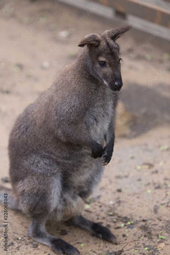 kangaroo