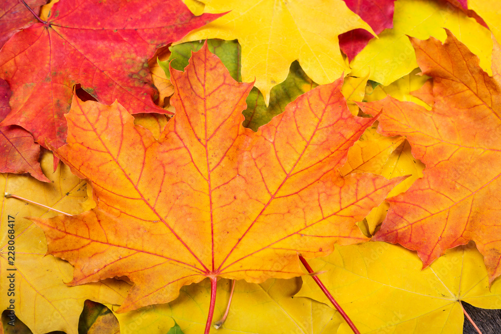 Fototapeta premium Maple leaves background