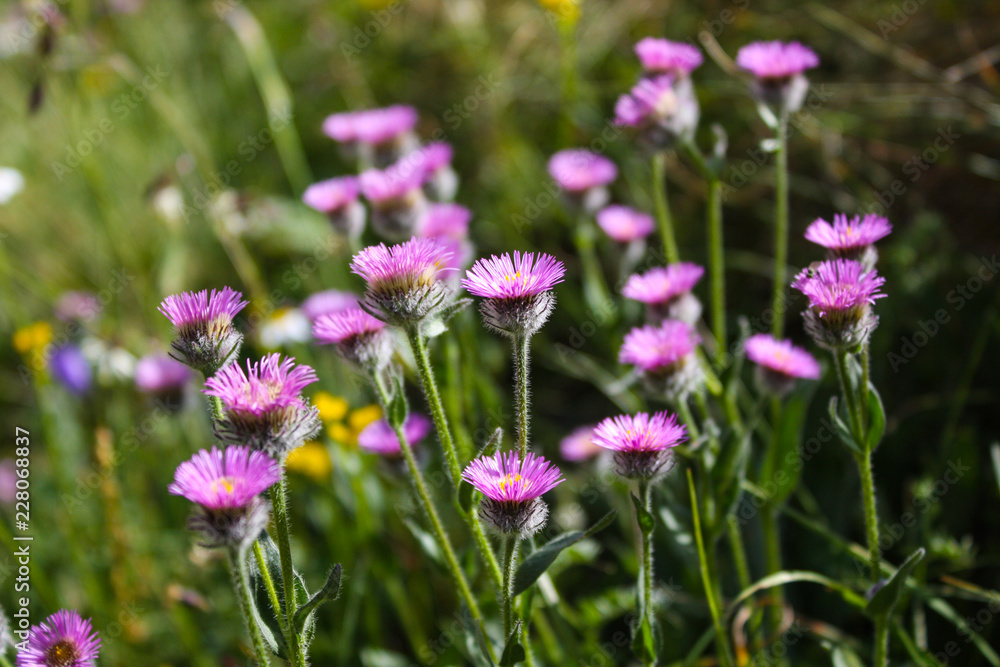 Beautiful flowers growing at a height in the mountains Beautiful flowers growing at a height in the mountains