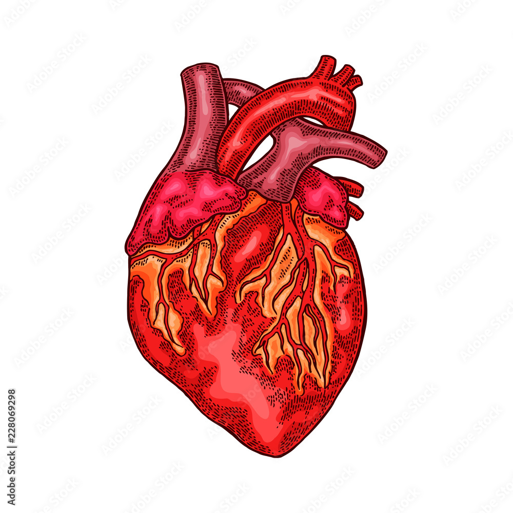 Human Heart Drawing - How To Draw A Human Heart Step By Step