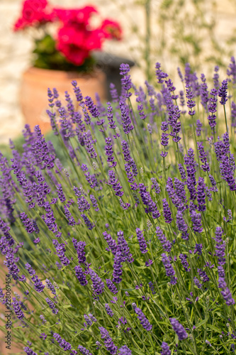 Fototapeta Naklejka Na Ścianę i Meble -   the blooming lavender flowers in Provence, near Sault, France