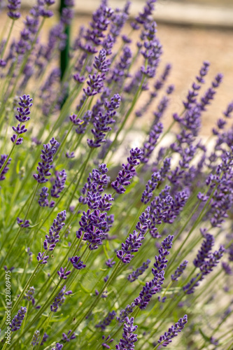 Fototapeta Naklejka Na Ścianę i Meble -   the blooming lavender flowers in Provence, near Sault, France
