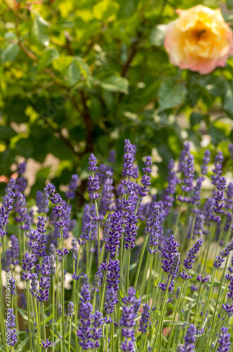 Fototapeta Naklejka Na Ścianę i Meble -   the blooming lavender flowers in Provence, near Sault, France