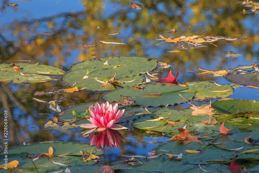 Naklejka premium Giverny, jardin d'eau
