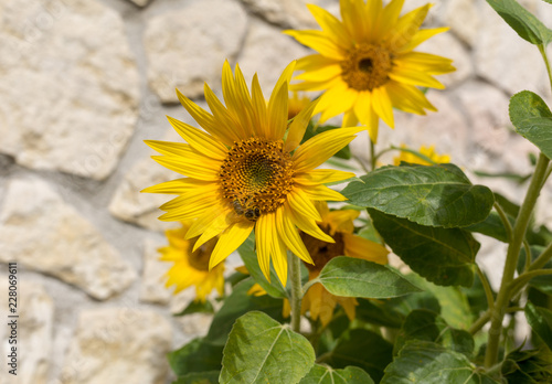 Fototapeta Naklejka Na Ścianę i Meble -  Blooming sunflowers against the background of a limestone wall