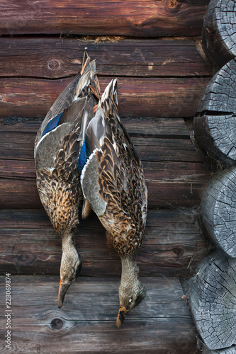 gunned down wild ducks hanging on the wall