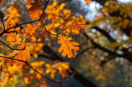 oak leaves over water. sunny autumn park © akintevs