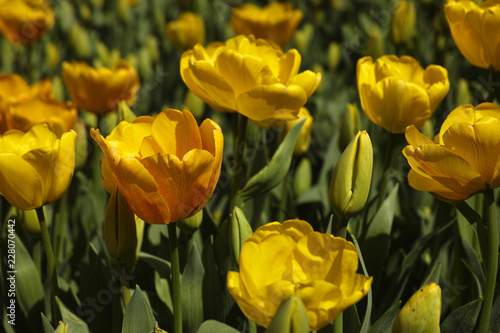 Tulips Background