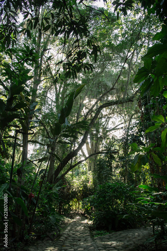 trees in the forest