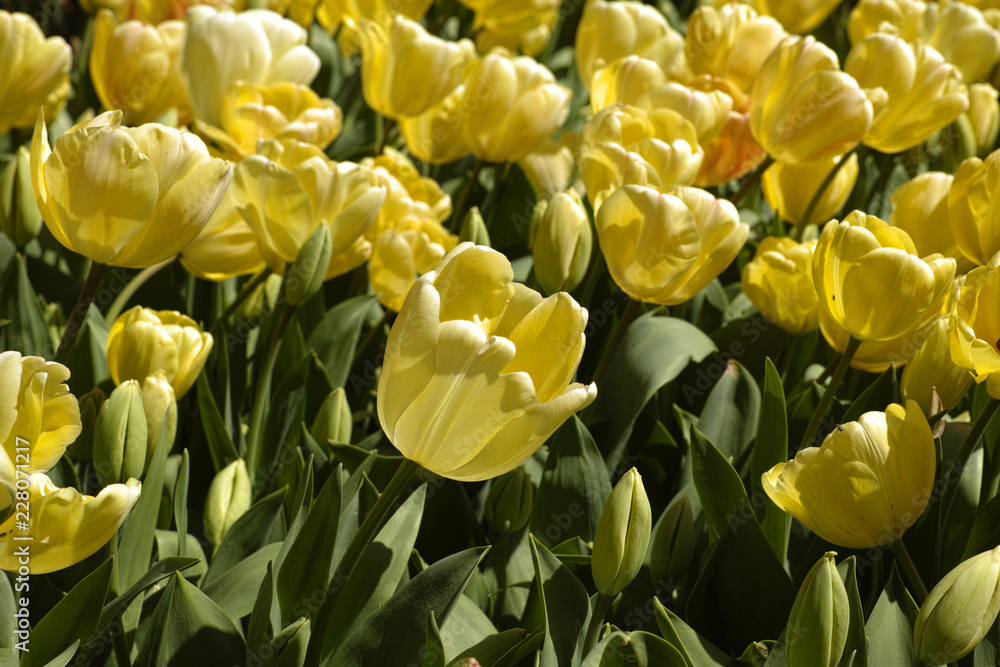 Obraz premium Tulips background